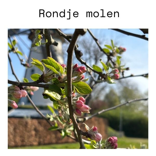 Rondje molen
